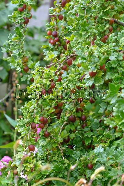 517377 - Gooseberry (Ribes uva-crispa 'Remarka')