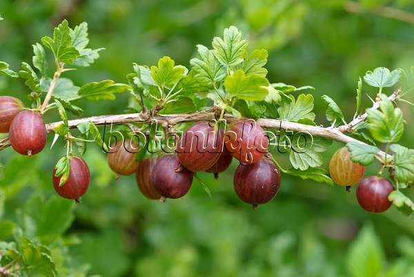 517378 - Gooseberry (Ribes uva-crispa 'Remarka')
