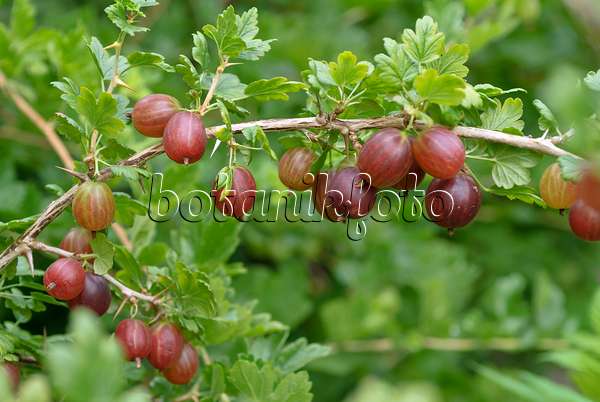 517379 - Gooseberry (Ribes uva-crispa 'Remarka')