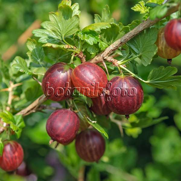 547275 - Gooseberry (Ribes uva-crispa 'Remarka')