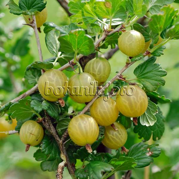 454087 - Gooseberry (Ribes uva-crispa 'Rixanta')