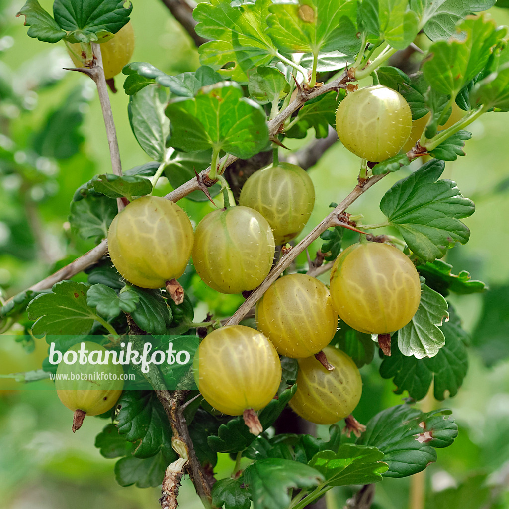 454087 - Gooseberry (Ribes uva-crispa 'Rixanta')