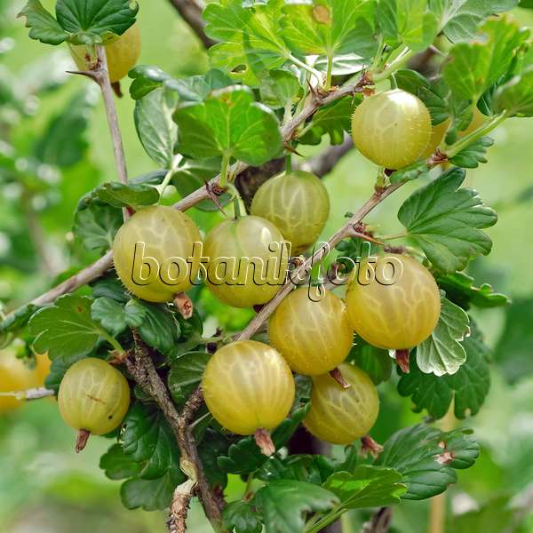 471457 - Gooseberry (Ribes uva-crispa 'Rixanta')
