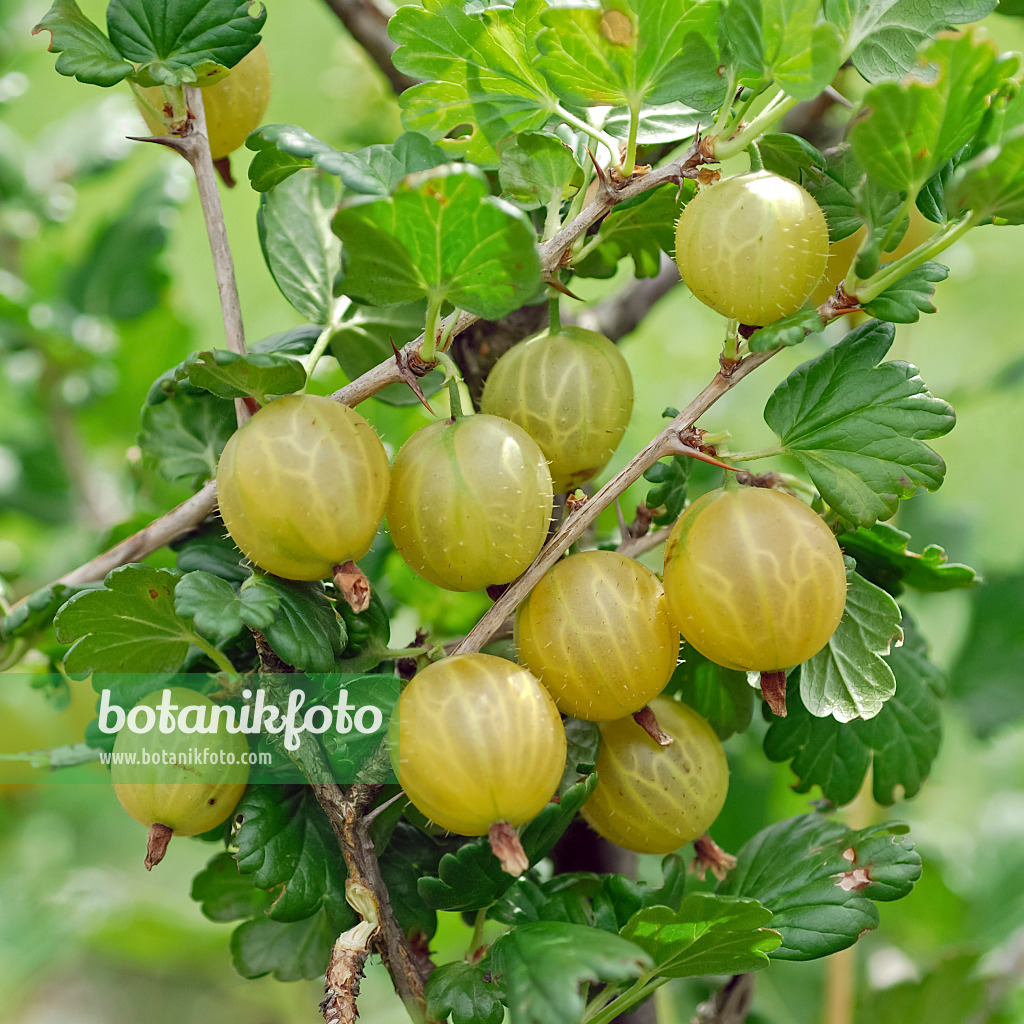 471457 - Gooseberry (Ribes uva-crispa 'Rixanta')