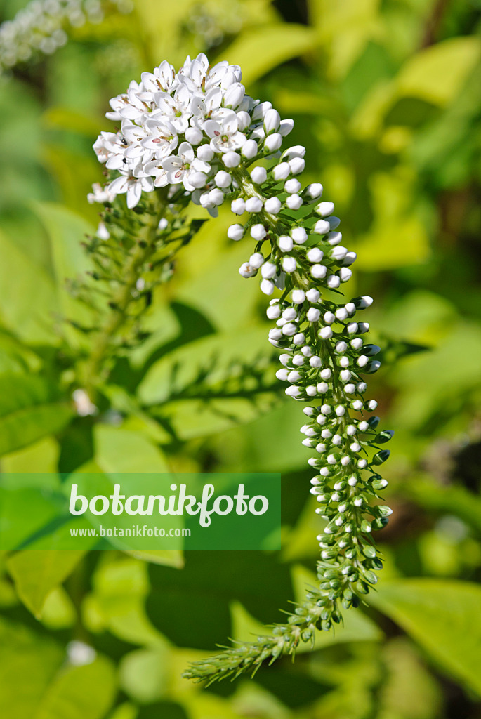 475047 - Gooseneck loosestrife (Lysimachia clethroides)