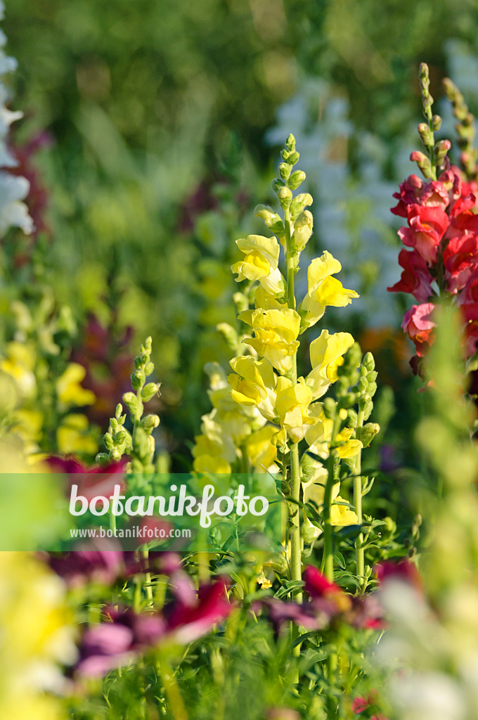 486166 - Grand muflier (Antirrhinum majus)