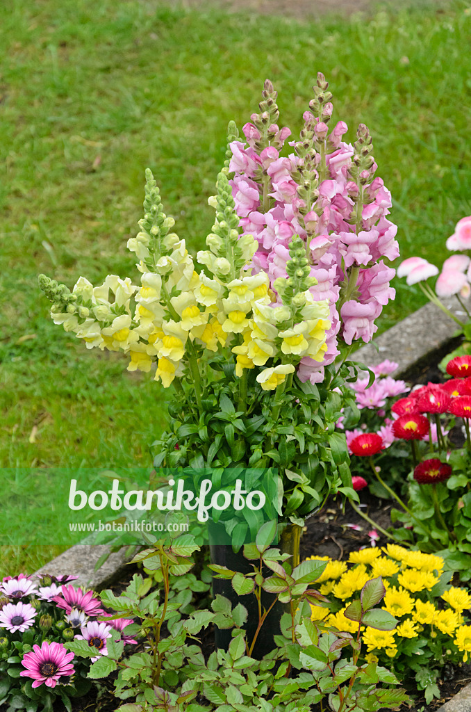 544071 - Grand muflier (Antirrhinum majus)