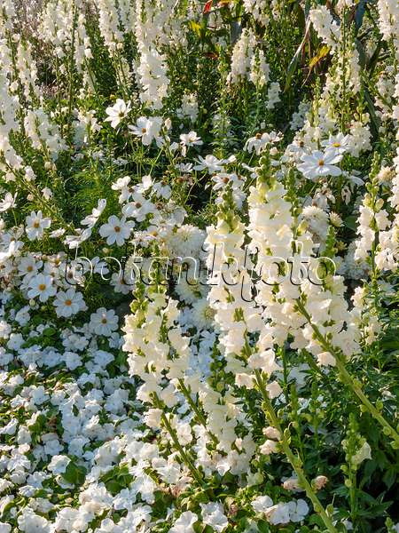 416059 - Grand muflier (Antirrhinum majus 'Rocket White') et zinnia du Mexique (Zinnia angustifolia 'Profusion White')