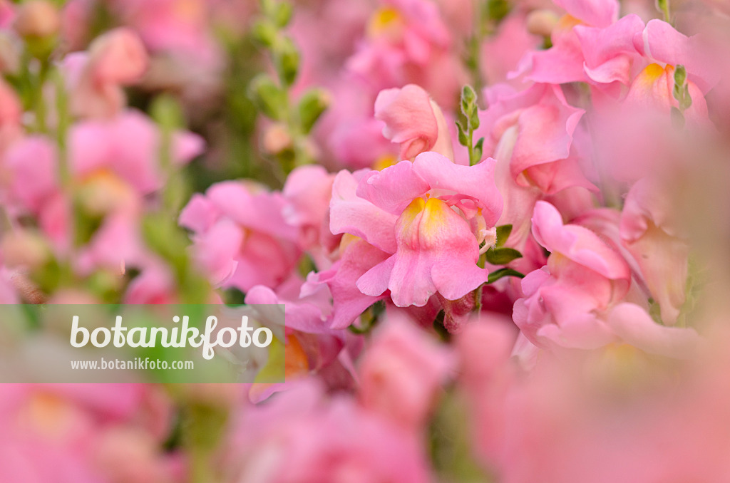 523239 - Grand muflier (Antirrhinum majus 'Sonnet Pink')