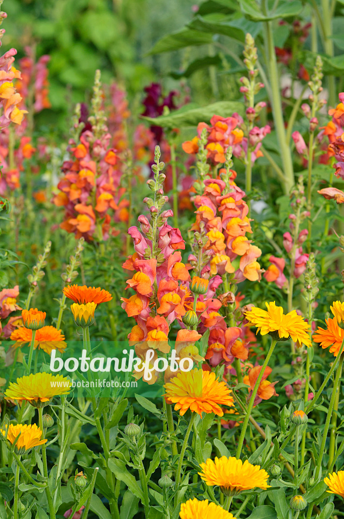 474229 - Grand muflier (Antirrhinum majus) et souci officinal (Calendula officinalis)