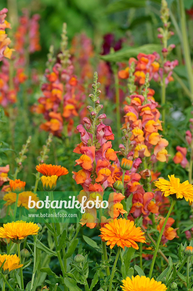 474230 - Grand muflier (Antirrhinum majus) et souci officinal (Calendula officinalis)