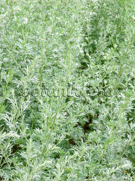 427011 - Grande absinthe (Artemisia absinthium)