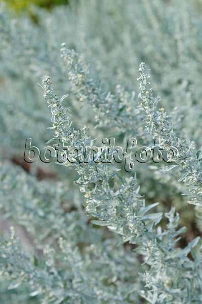 476018 - Grande absinthe (Artemisia absinthium)