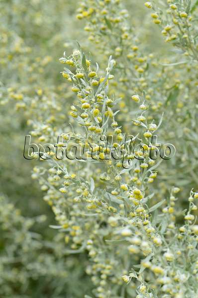 499130 - Grande absinthe (Artemisia absinthium)