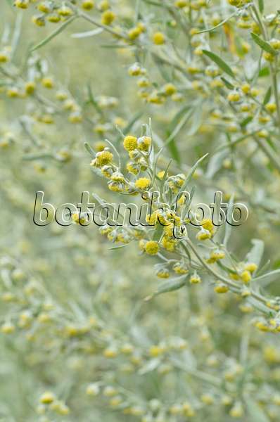 499131 - Grande absinthe (Artemisia absinthium)