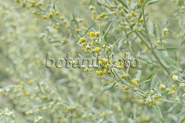 499132 - Grande absinthe (Artemisia absinthium)