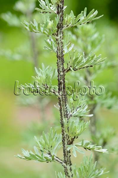 521241 - Grande absinthe (Artemisia absinthium) avec des pucerons noirs