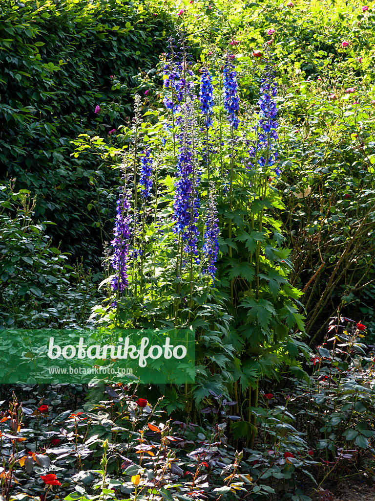 461005 - Grande dauphinelle (Delphinium elatum)