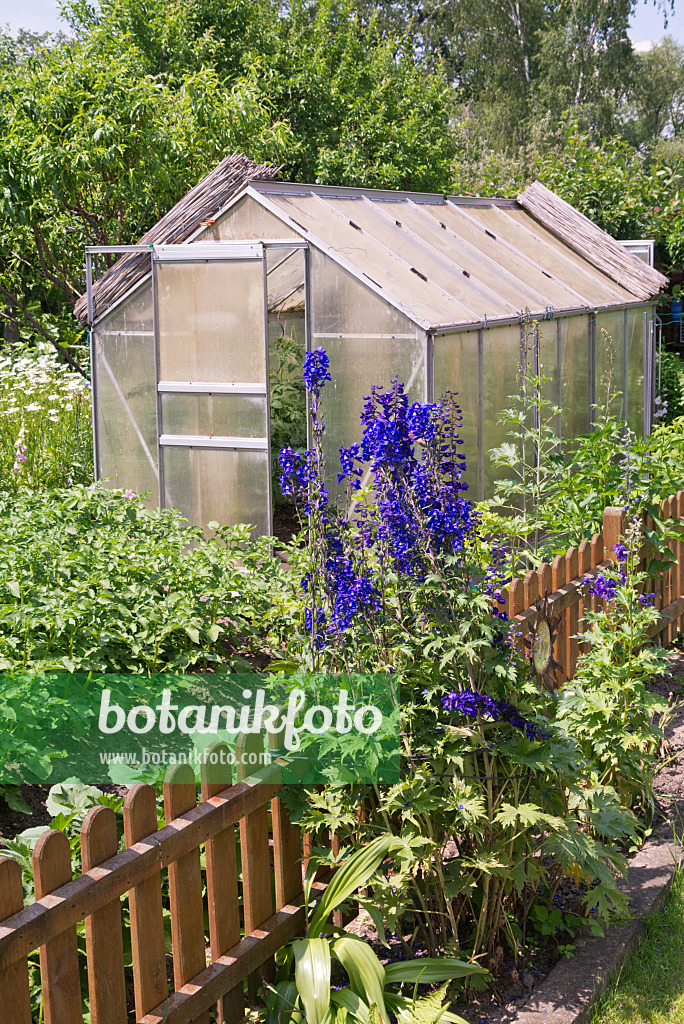 572106 - Grande dauphinelle (Delphinium elatum) devant une serre