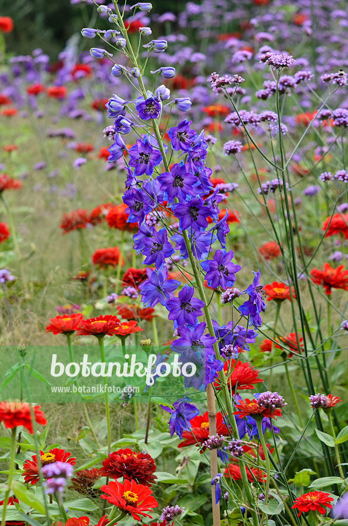 523195 - Grande dauphinelle (Delphinium elatum), verveine de Buenos Aires (Verbena bonariensis) et zinnias (Zinnia)