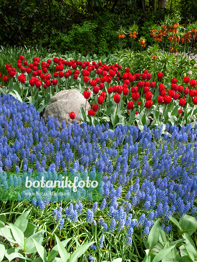 401073 - Grape hyacinth (Muscari), tulip (Tulipa) and fritillary (Fritillaria)