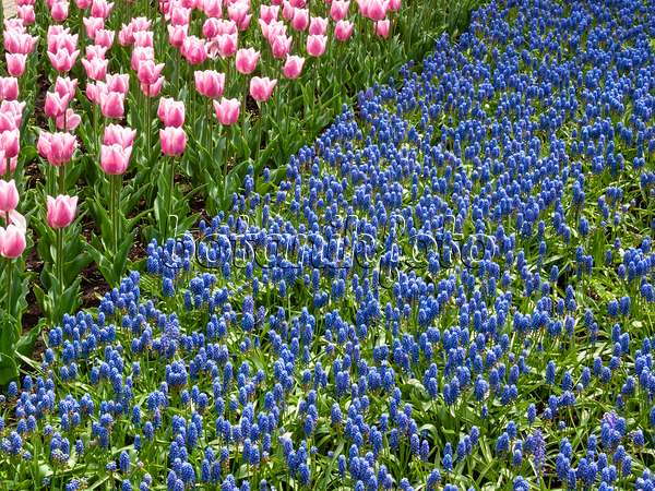401070 - Grape hyacinths (Muscari) and tulips (Tulipa)