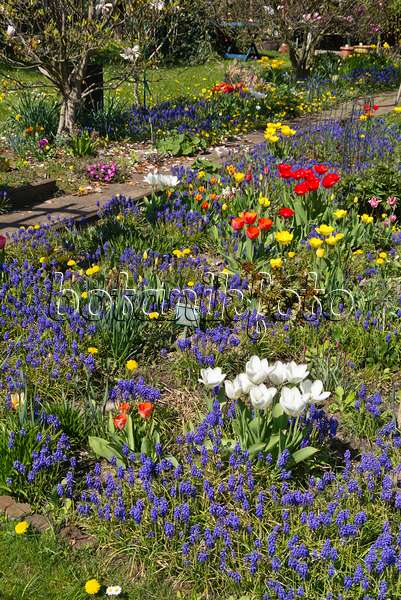 543026 - Grape hyacinths (Muscari), tulips (Tulipa) and dandelions (Taraxacum)
