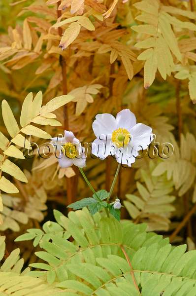 525262 - Grape-leaf anemone (Anemone tomentosa) and royal fern (Osmunda regalis)