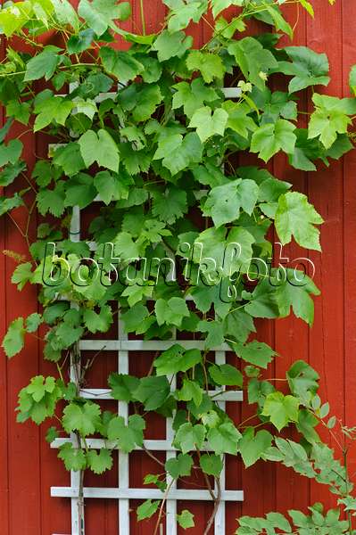 473301 - Grape vine (Vitis vinifera)