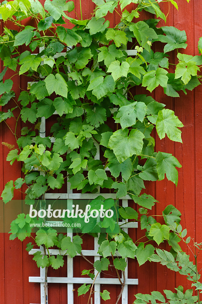 473301 - Grape vine (Vitis vinifera)