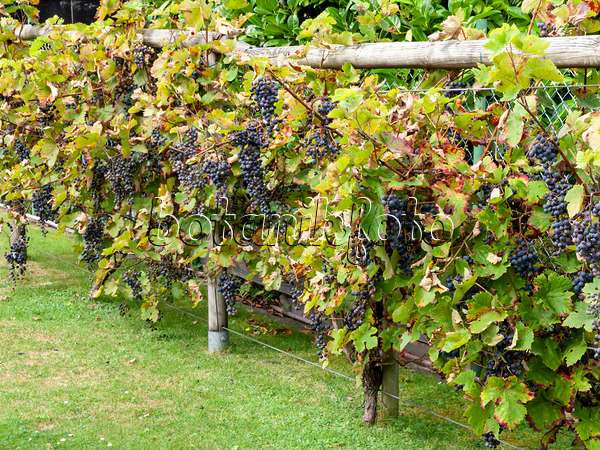 476172 - Grape vine (Vitis vinifera)