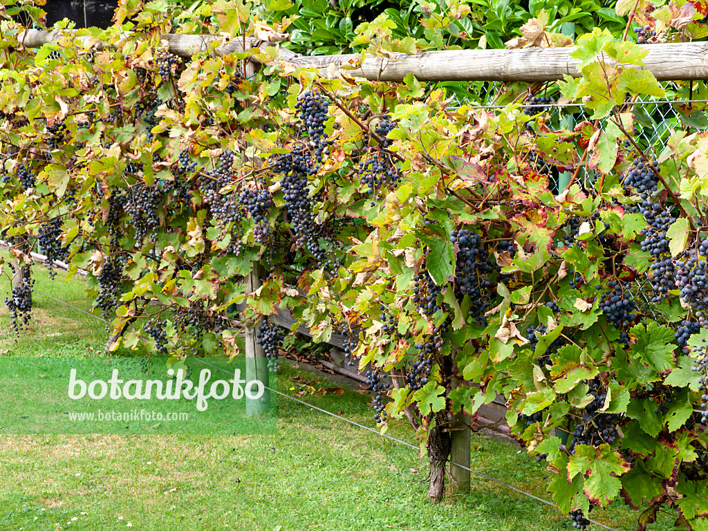 476172 - Grape vine (Vitis vinifera)