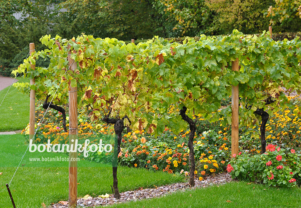 517399 - Grape vine (Vitis vinifera)