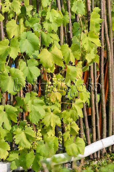 523165 - Grape vine (Vitis vinifera)