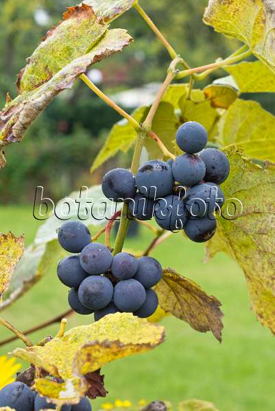 549181 - Grape vine (Vitis vinifera)
