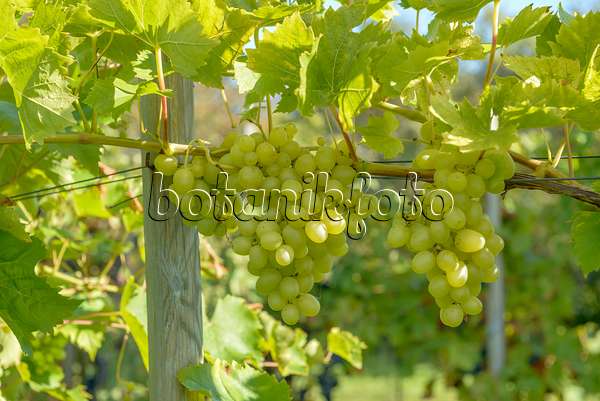 575347 - Grape vine (Vitis vinifera 'Arkadia')