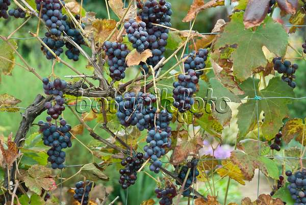 517390 - Grape vine (Vitis vinifera 'Boskoop Glory')