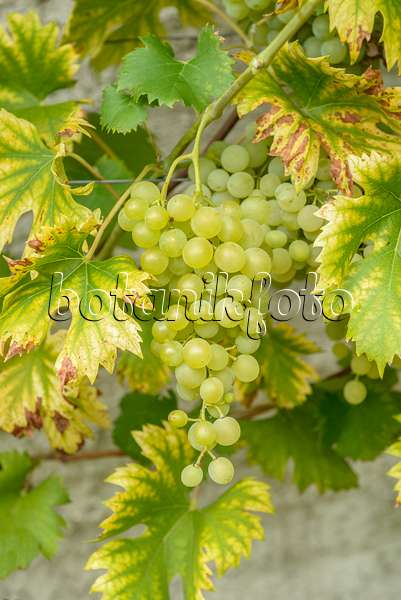 575348 - Grape vine (Vitis vinifera 'Fanny')