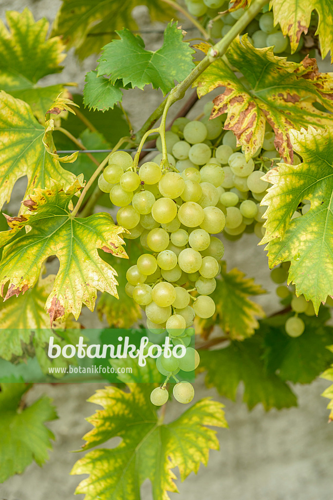 575348 - Grape vine (Vitis vinifera 'Fanny')