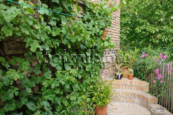 473266 - Grape vine (Vitis vinifera) in a backyard garden