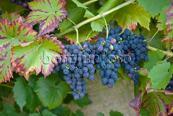 490184 - Grape vine (Vitis vinifera 'Königliche Esther')