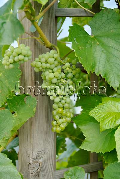 490185 - Grape vine (Vitis vinifera 'Lakemont')
