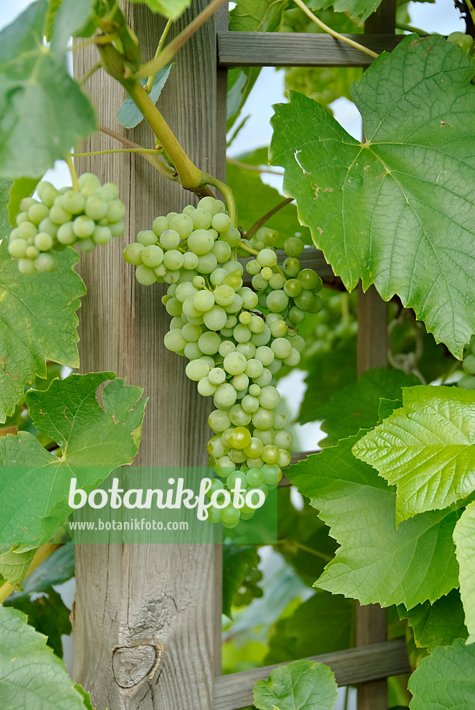 490185 - Grape vine (Vitis vinifera 'Lakemont')