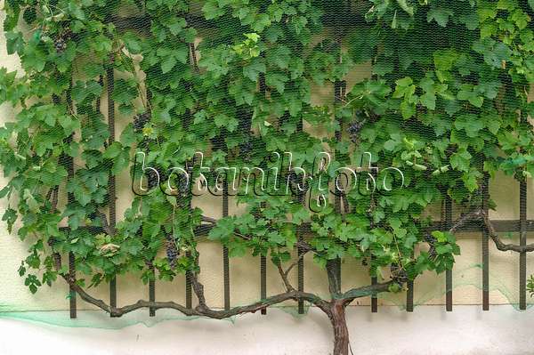 517393 - Grape vine (Vitis vinifera 'Mitschurinski') with bird net