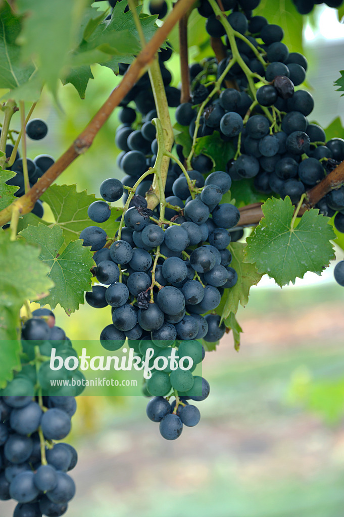 517395 - Grape vine (Vitis vinifera 'Muscat Bleu')