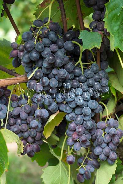 635169 - Grape vine (Vitis vinifera 'Ontario')