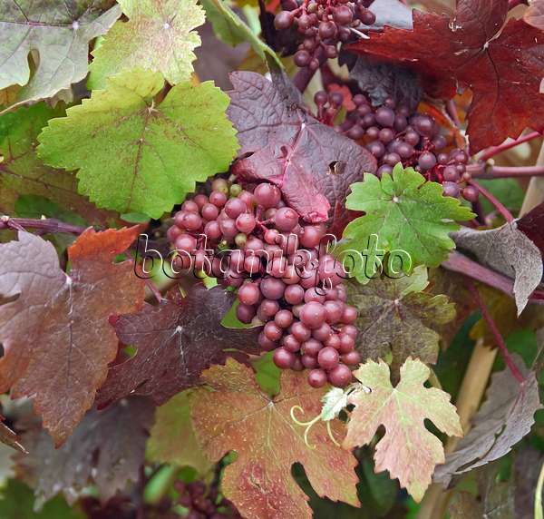 471467 - Grape vine (Vitis vinifera 'Purpurea')