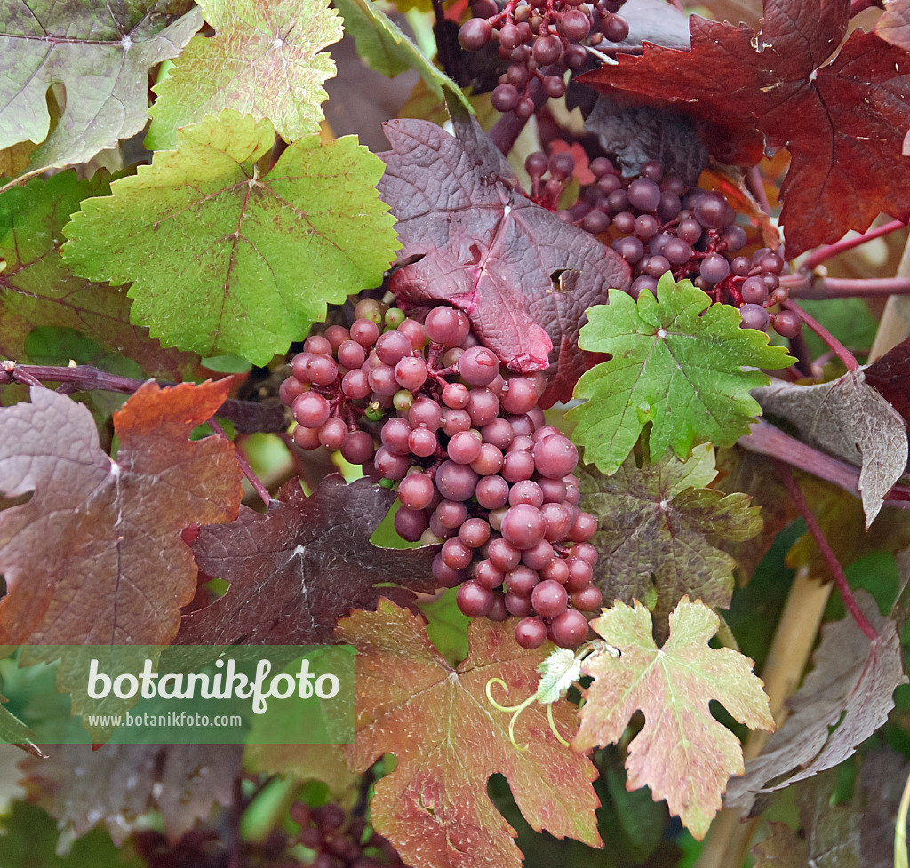 471467 - Grape vine (Vitis vinifera 'Purpurea')