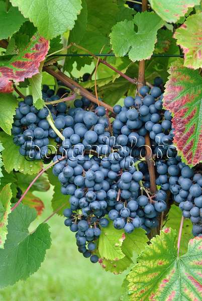 502452 - Grape vine (Vitis vinifera 'Regent')