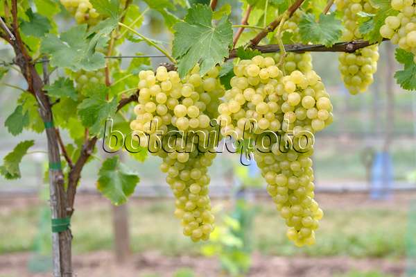 517396 - Grape vine (Vitis vinifera 'Rubanka')